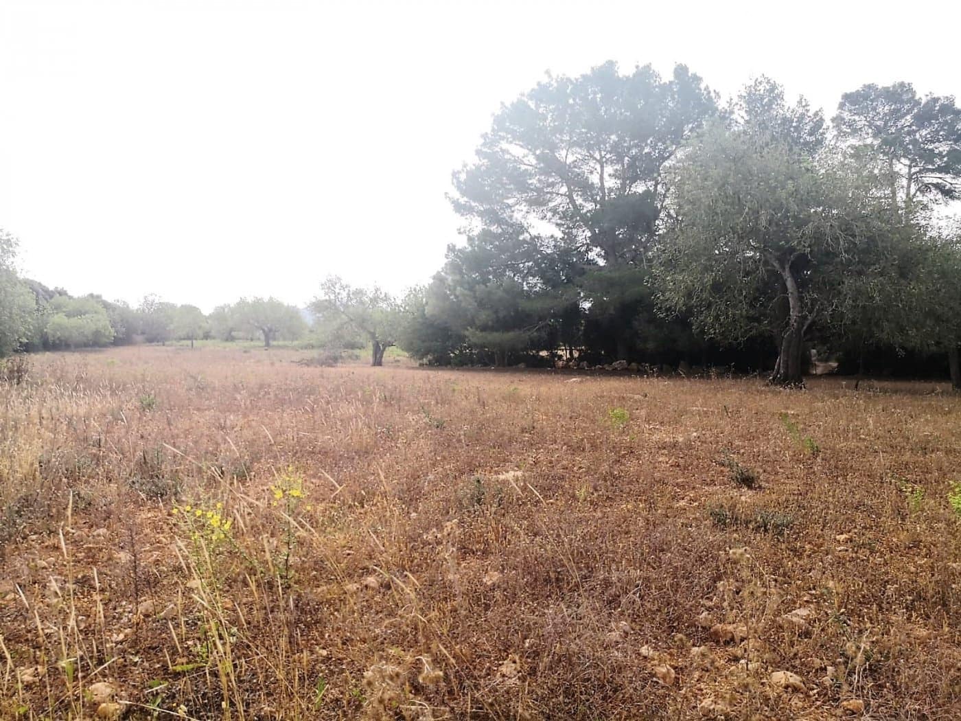 Finca/Casa di Campagna in vendita in Cas Concos - 450.000 € (Rif: 6902391)