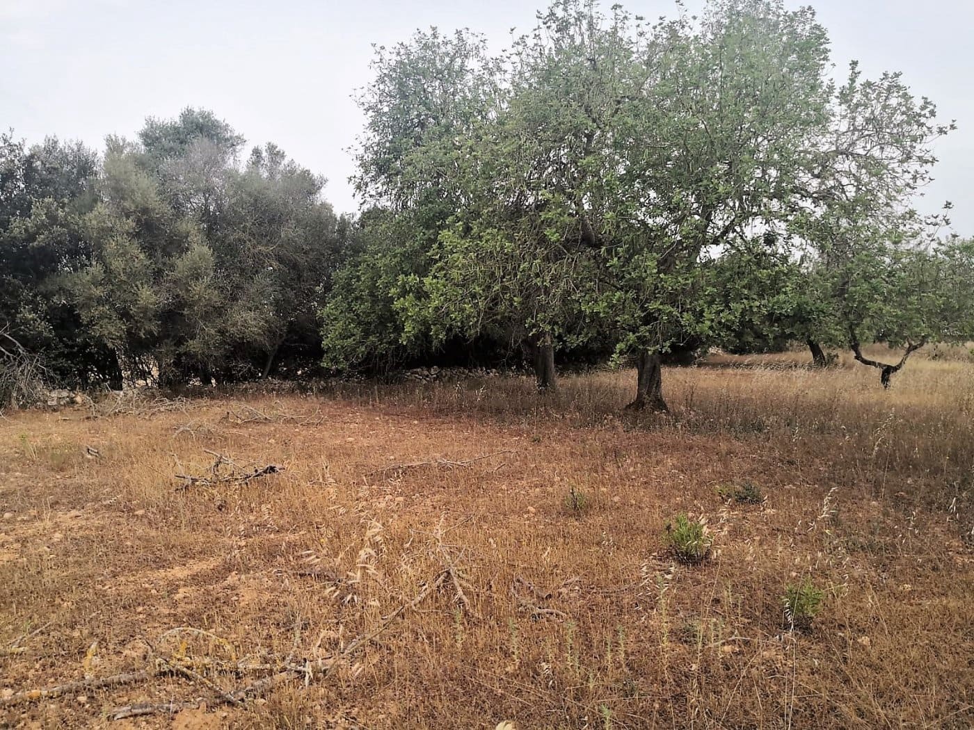 Finca/Casa di Campagna in vendita in Cas Concos - 450.000 € (Rif: 6902391)