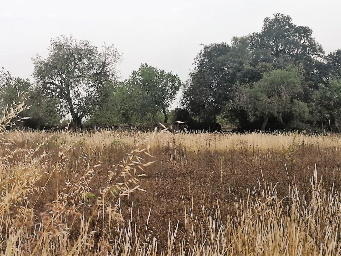 Finca/Casa di Campagna in vendita in Cas Concos - 450.000 € (Rif: 6902391)