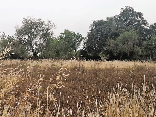 Finca/Casa di Campagna in vendita in Cas Concos, Felanitx - 450.000 € (Rif: 6902391)