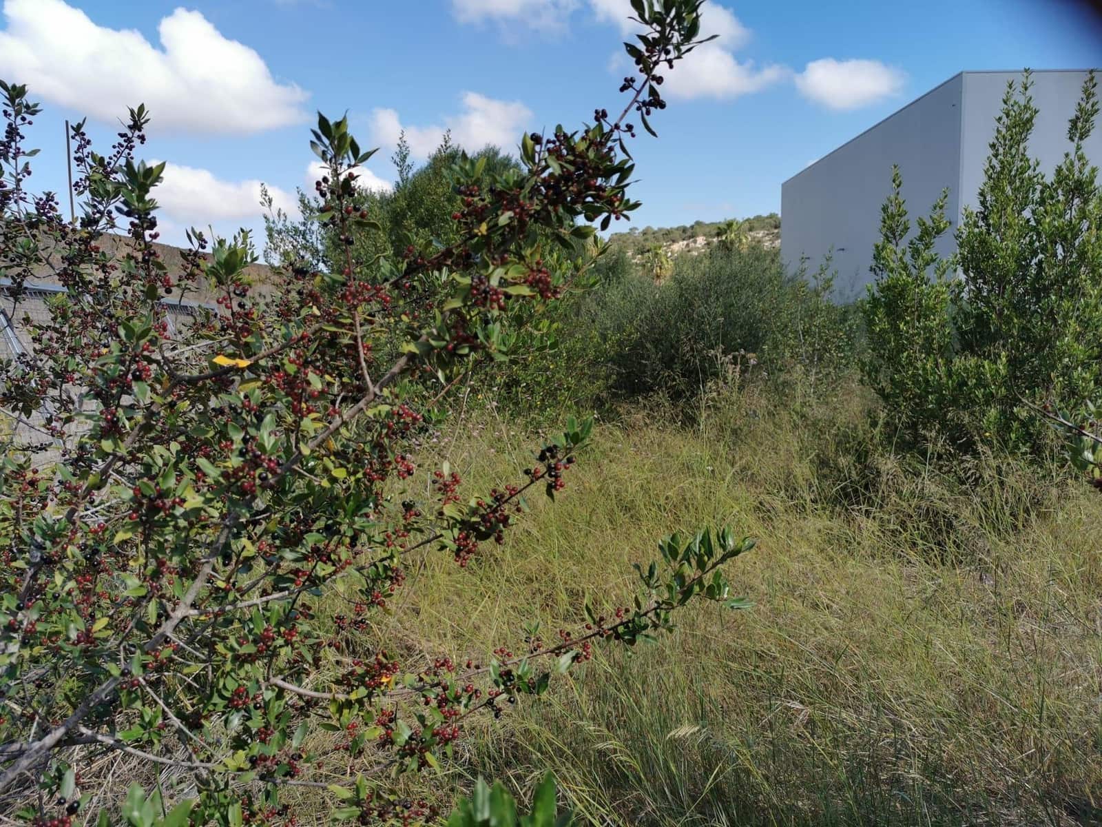 Rakentamaton maa myytävänä paikassa Campos - 480 000 € (Ref: 7734618)