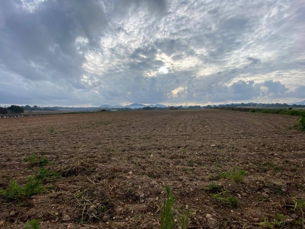 Mark till salu i Manacor - 200 000 € (Ref: 7825480)