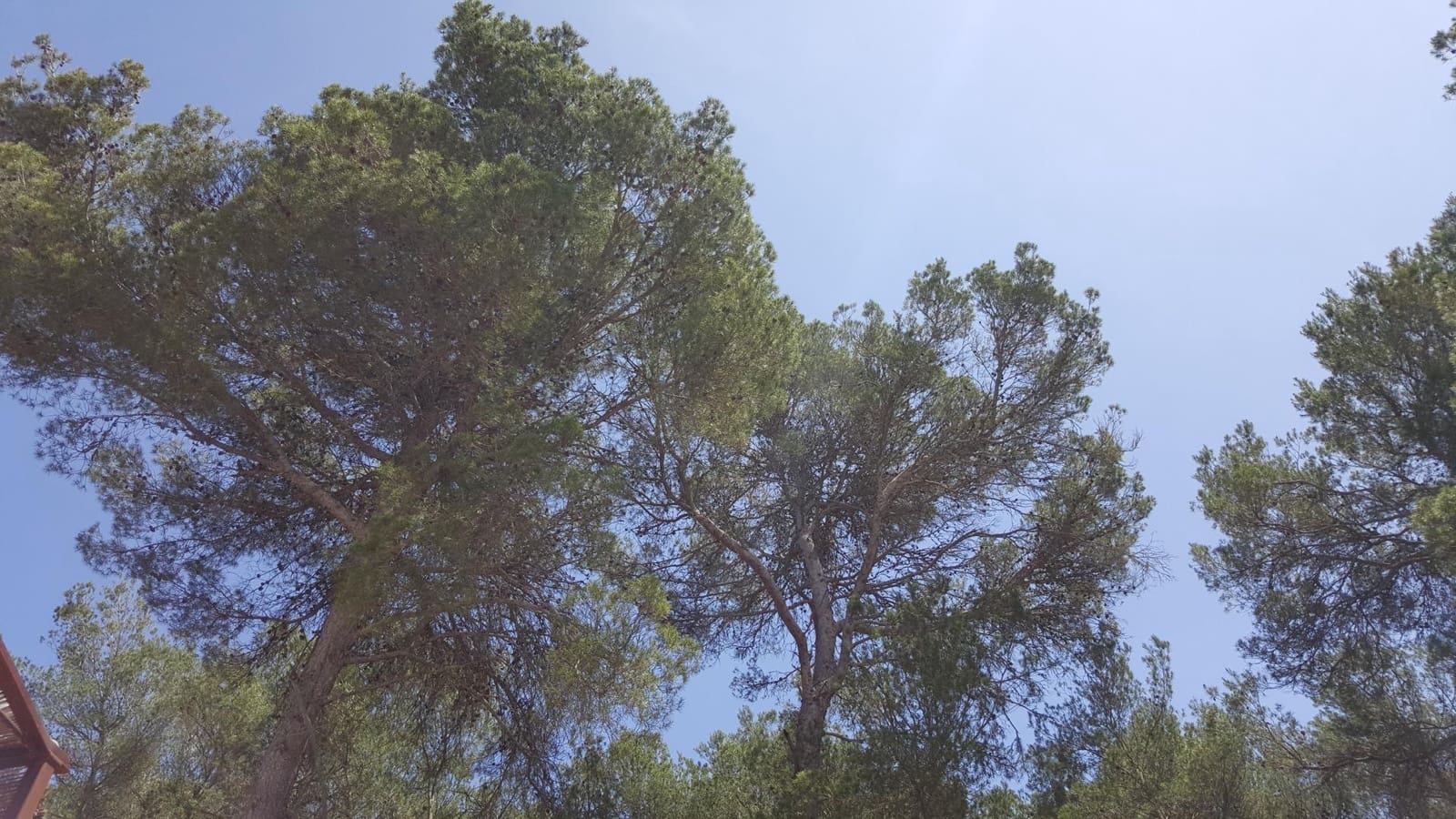 Terreno/Finca Rústica en Felanitx en venta - 700.000 € (Ref: 8776440)