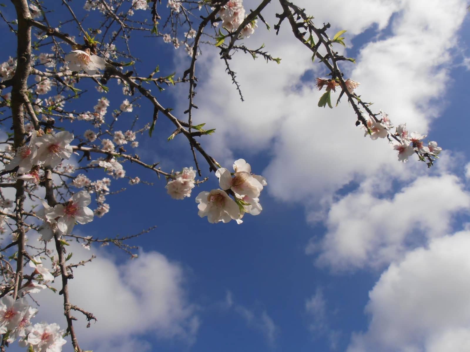 Terreno/Finca Rústica en Felanitx en venta - 700.000 € (Ref: 8776440)