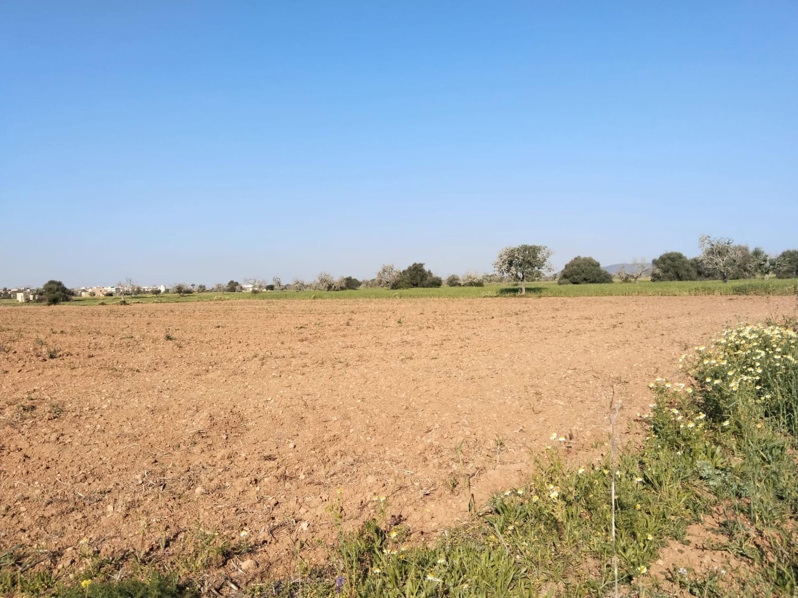 Undeveloped Land for sale in Campos - € 25,000 (Ref: 9721982)