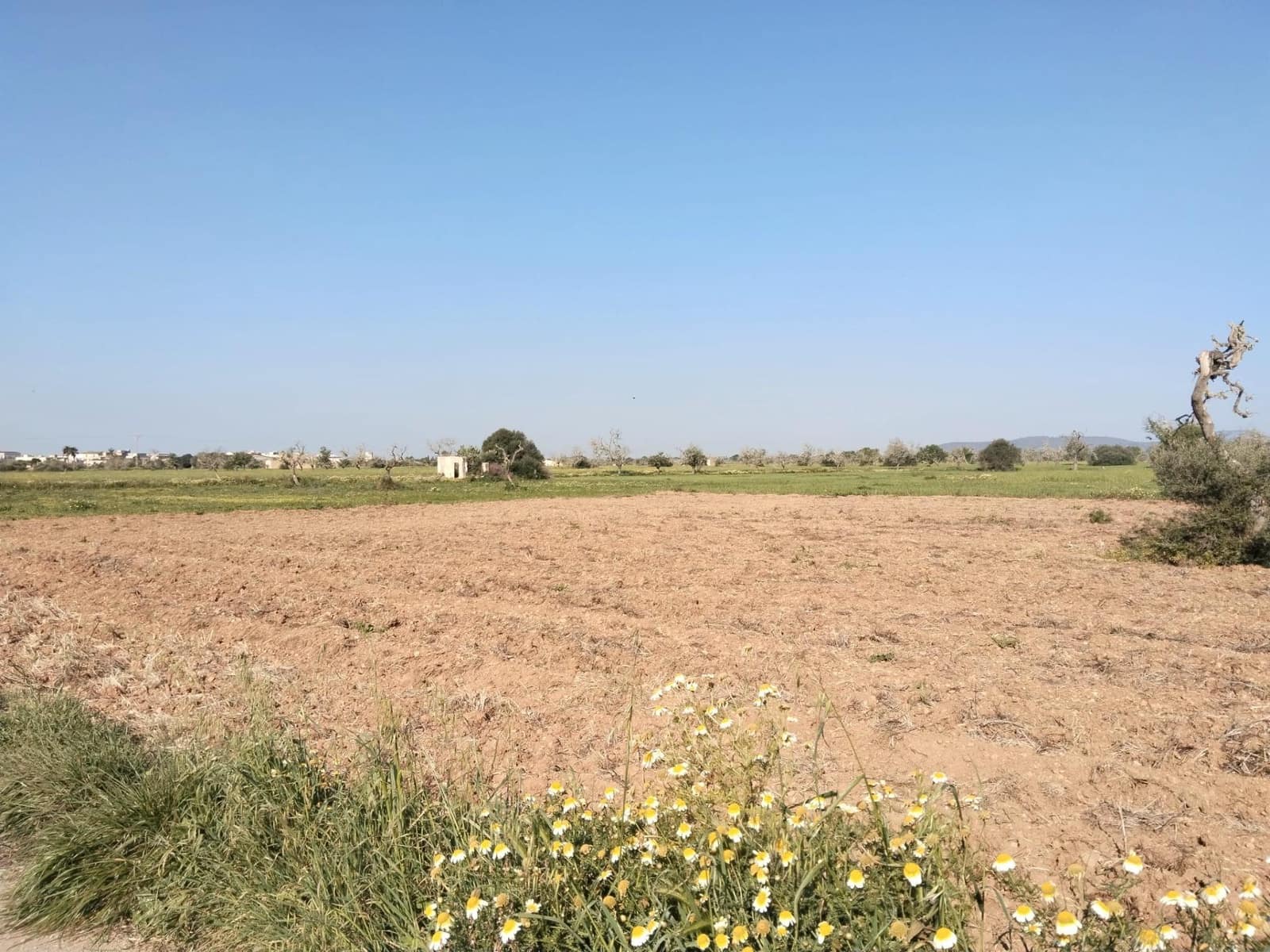 Undeveloped Land for sale in Campos - € 25,000 (Ref: 9721982)