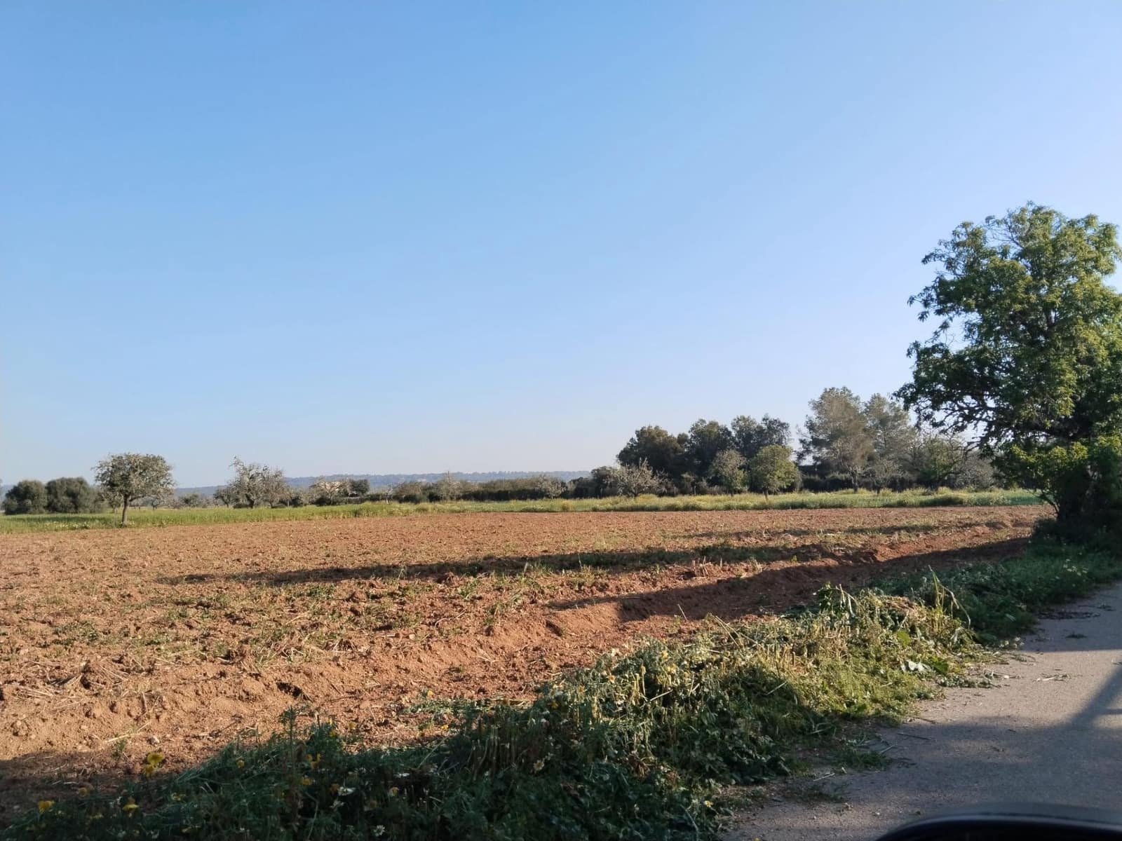 Undeveloped Land for sale in Campos - € 25,000 (Ref: 9721982)