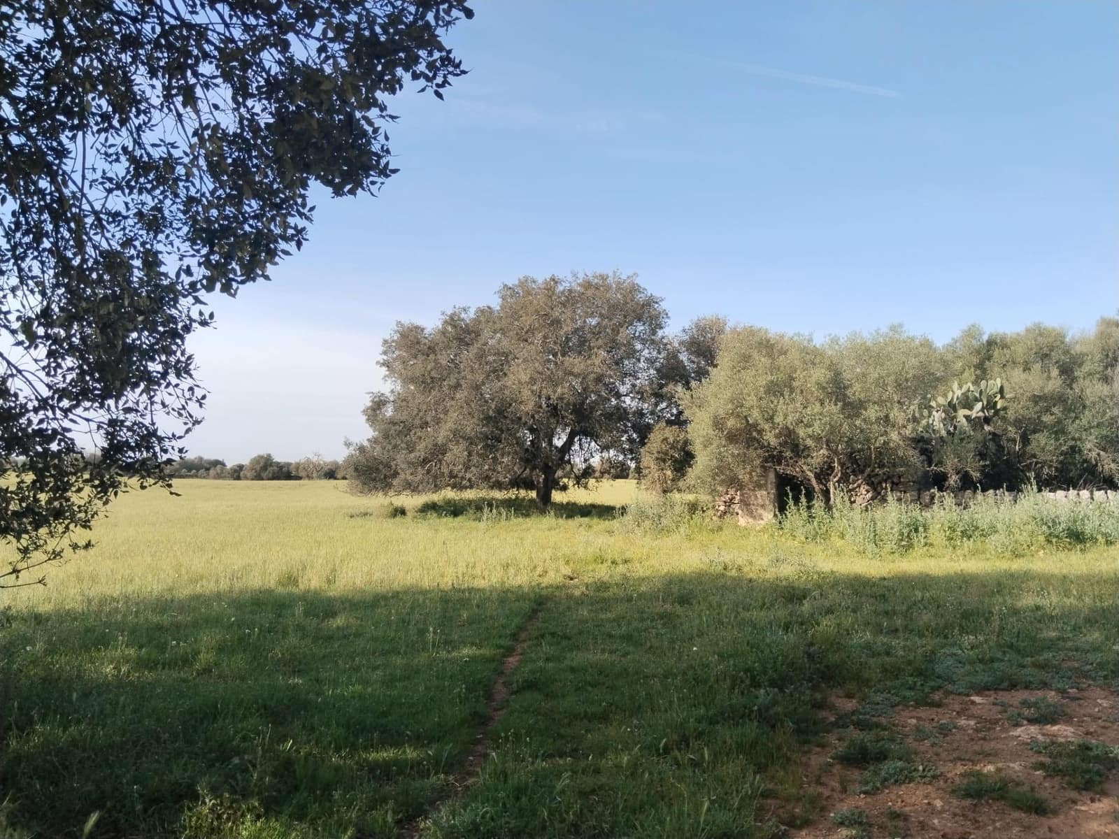 Terreno/Finca Rústica en Felanitx en venta - 600.000 € (Ref: 9773353)