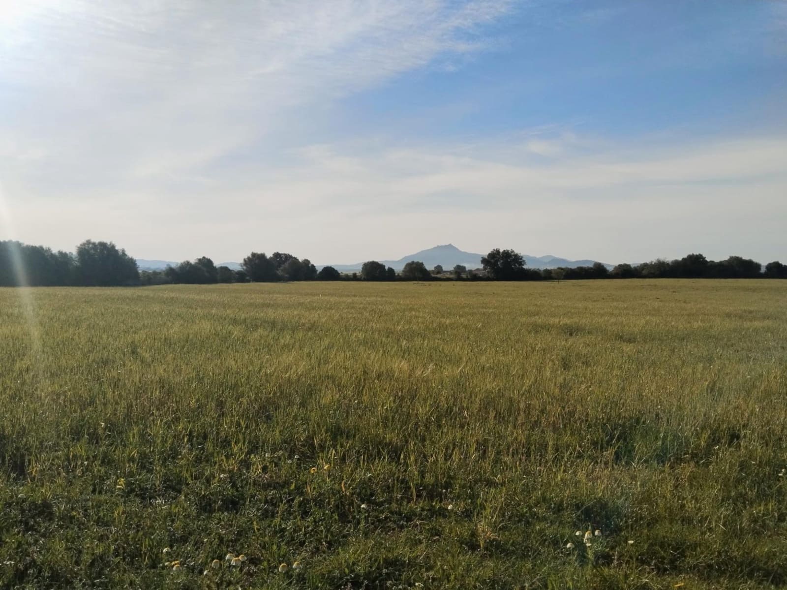 Terreno/Finca Rústica en Felanitx en venta - 600.000 € (Ref: 9773353)