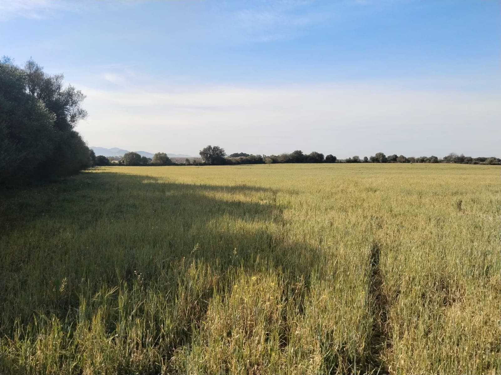 Terreno/Finca Rústica en Felanitx en venta - 600.000 € (Ref: 9773353)