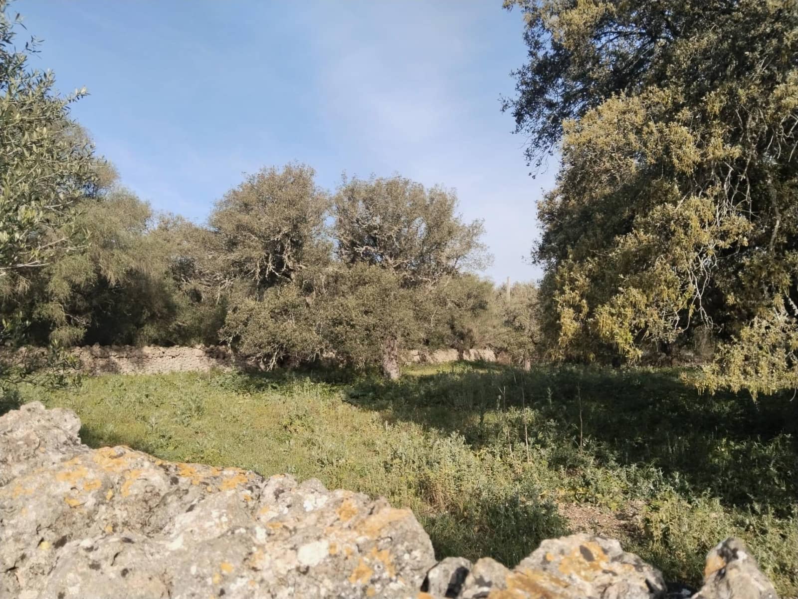 Terreno/Finca Rústica en Felanitx en venta - 600.000 € (Ref: 9773353)