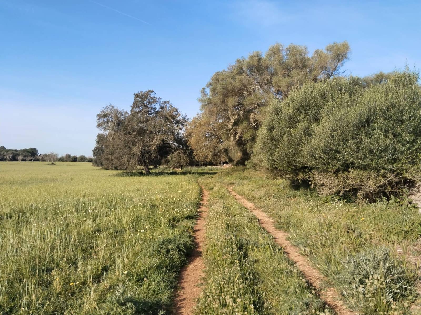 Terreno/Finca Rústica en Felanitx en venta - 600.000 € (Ref: 9773353)