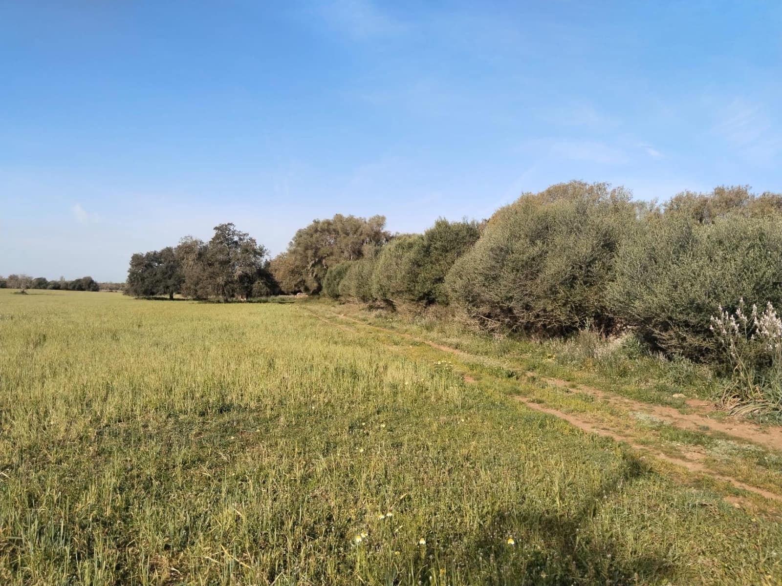 Terreno/Finca Rústica en Felanitx en venta - 600.000 € (Ref: 9773353)