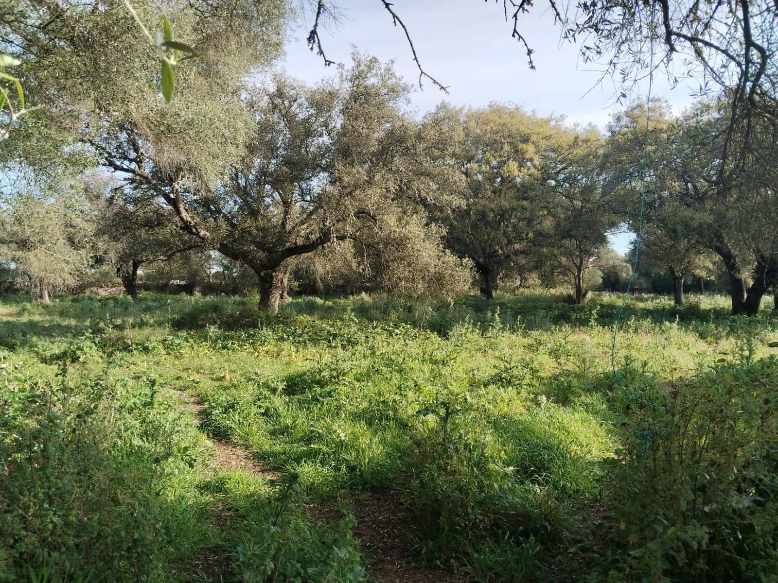 Terreno/Finca Rústica en Felanitx en venta - 600.000 € (Ref: 9773353)