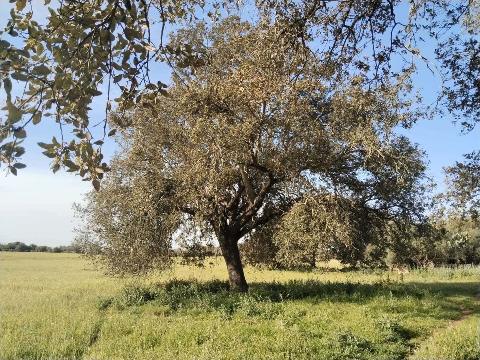 Terreno/Finca Rústica en Felanitx en venta - 600.000 € (Ref: 9773353)