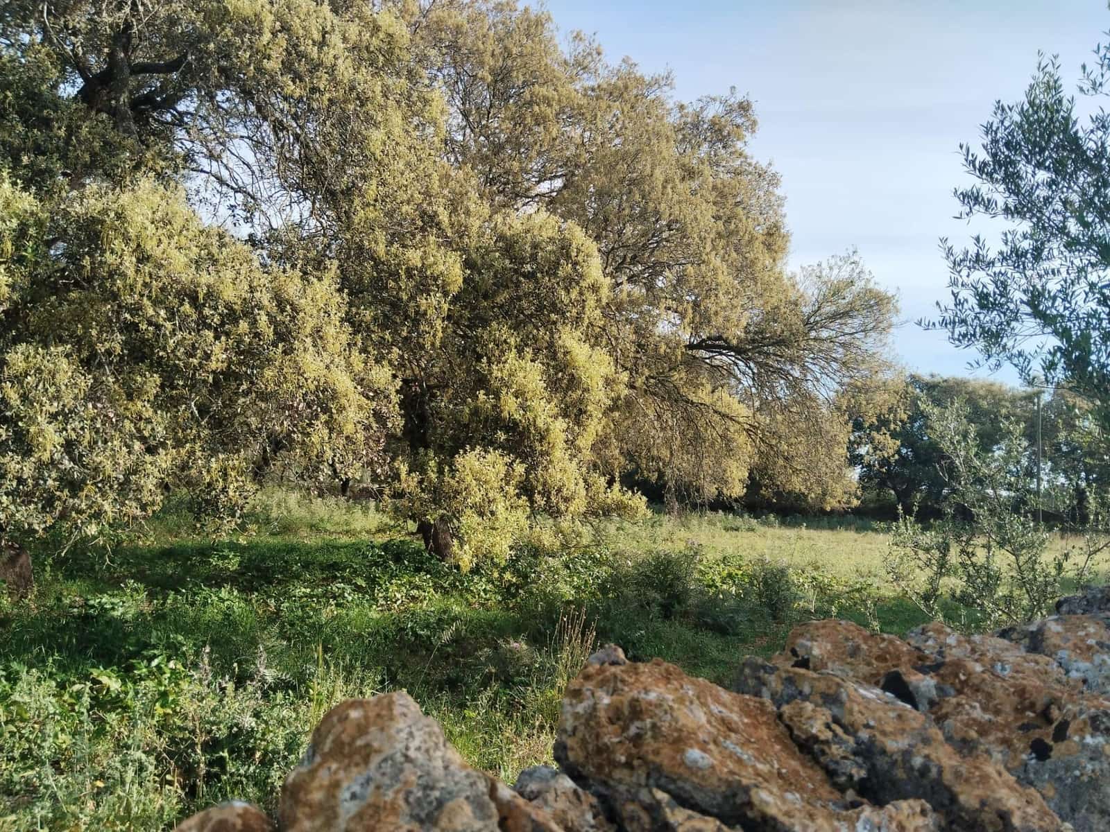 Terreno/Finca Rústica en Felanitx en venta - 600.000 € (Ref: 9773353)