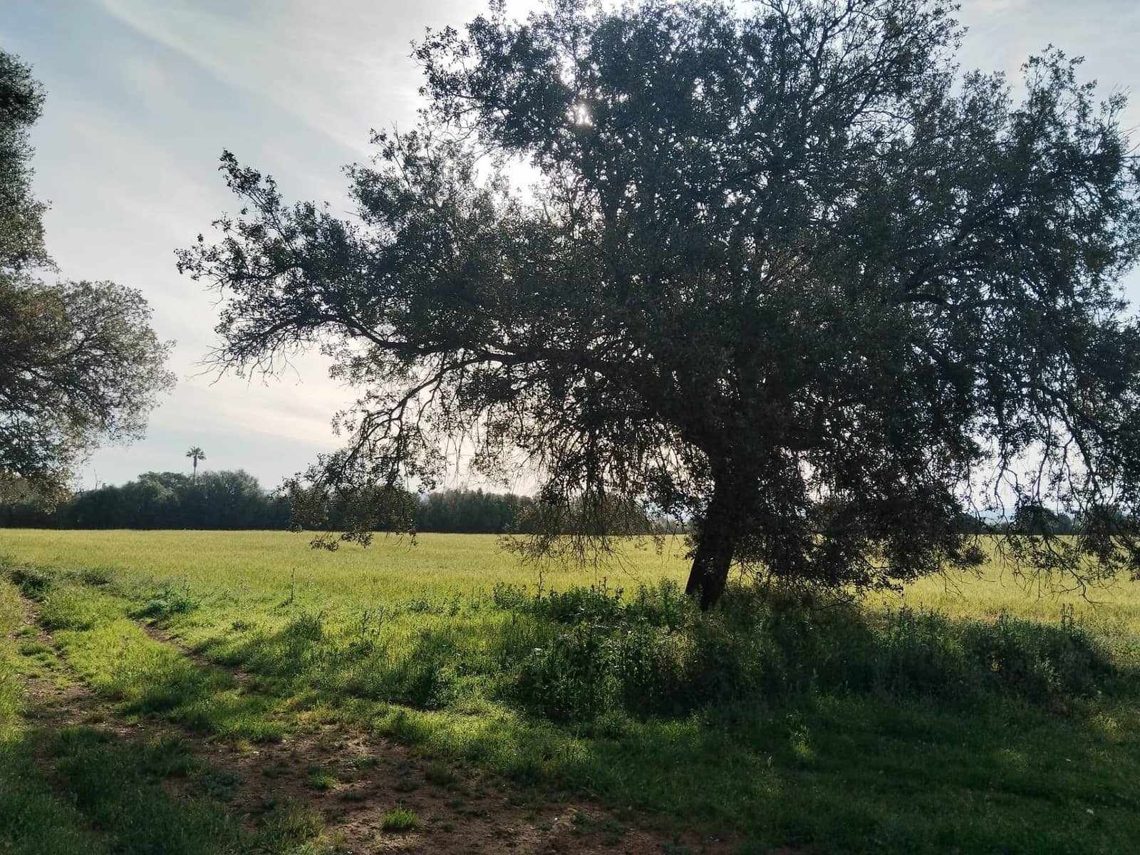 Terreno/Finca Rústica en Felanitx en venta - 600.000 € (Ref: 9773353)