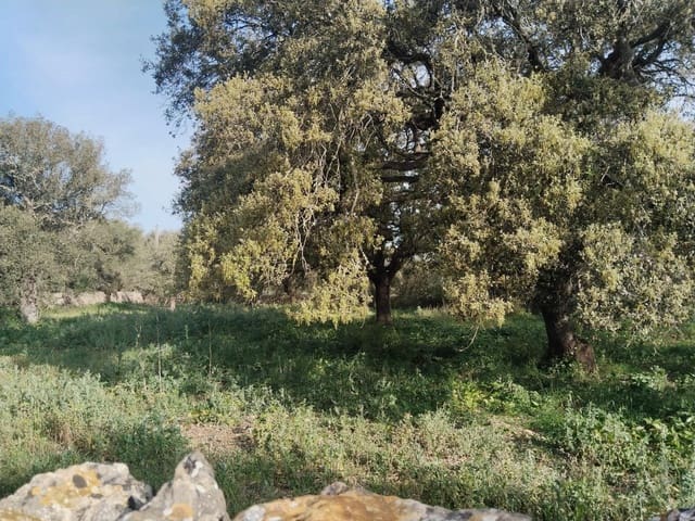 Terreno/Finca Rústica en Felanitx en venta - 600.000 € (Ref: 9773353)