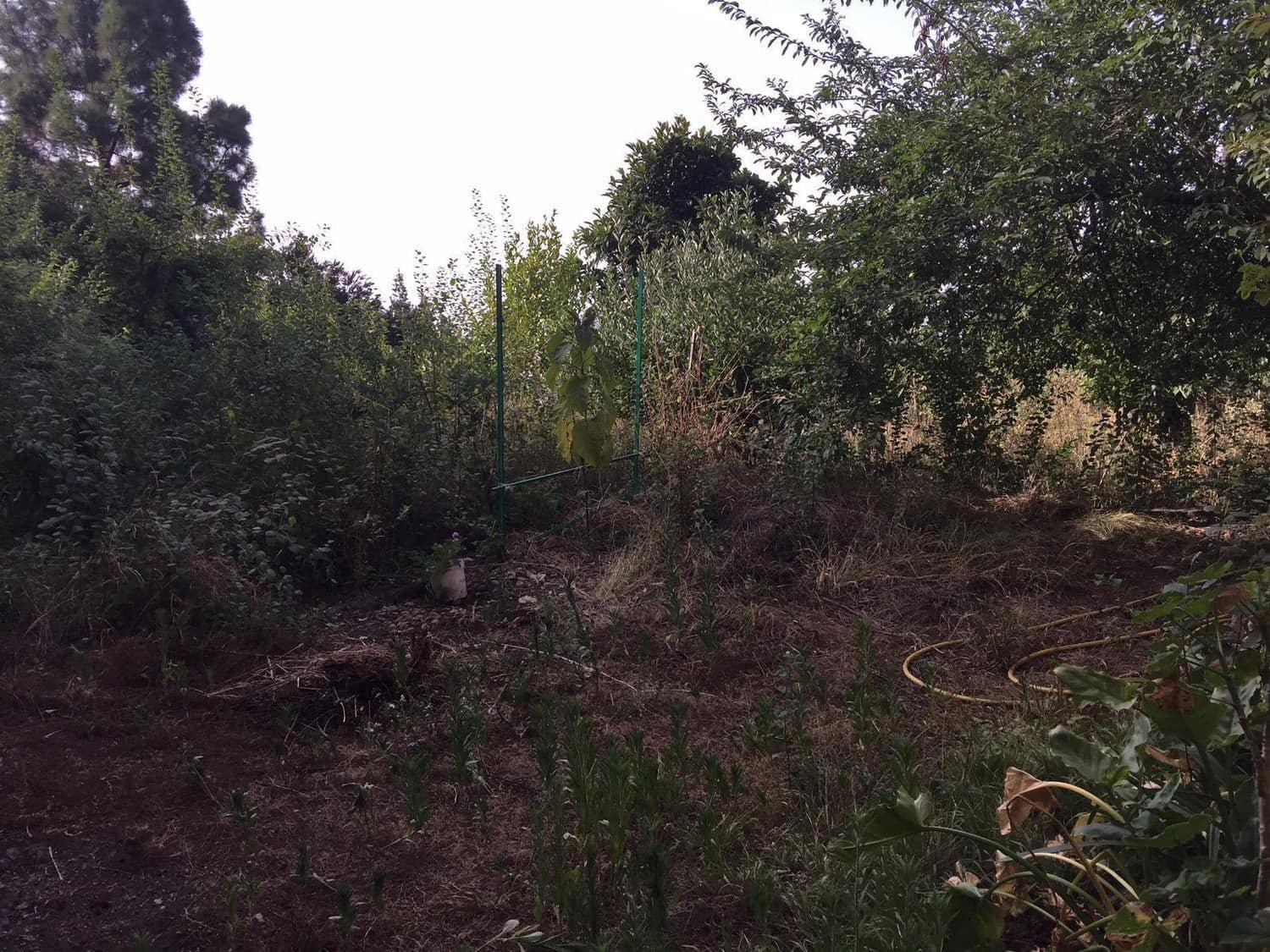 Mark till salu i Los Realejos - 100 000 € (Ref: 10021265)