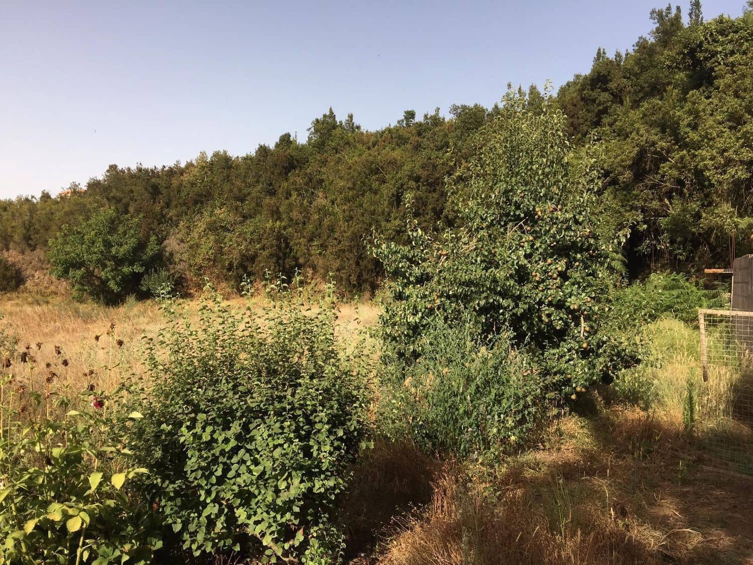 Mark till salu i Los Realejos - 100 000 € (Ref: 10021265)