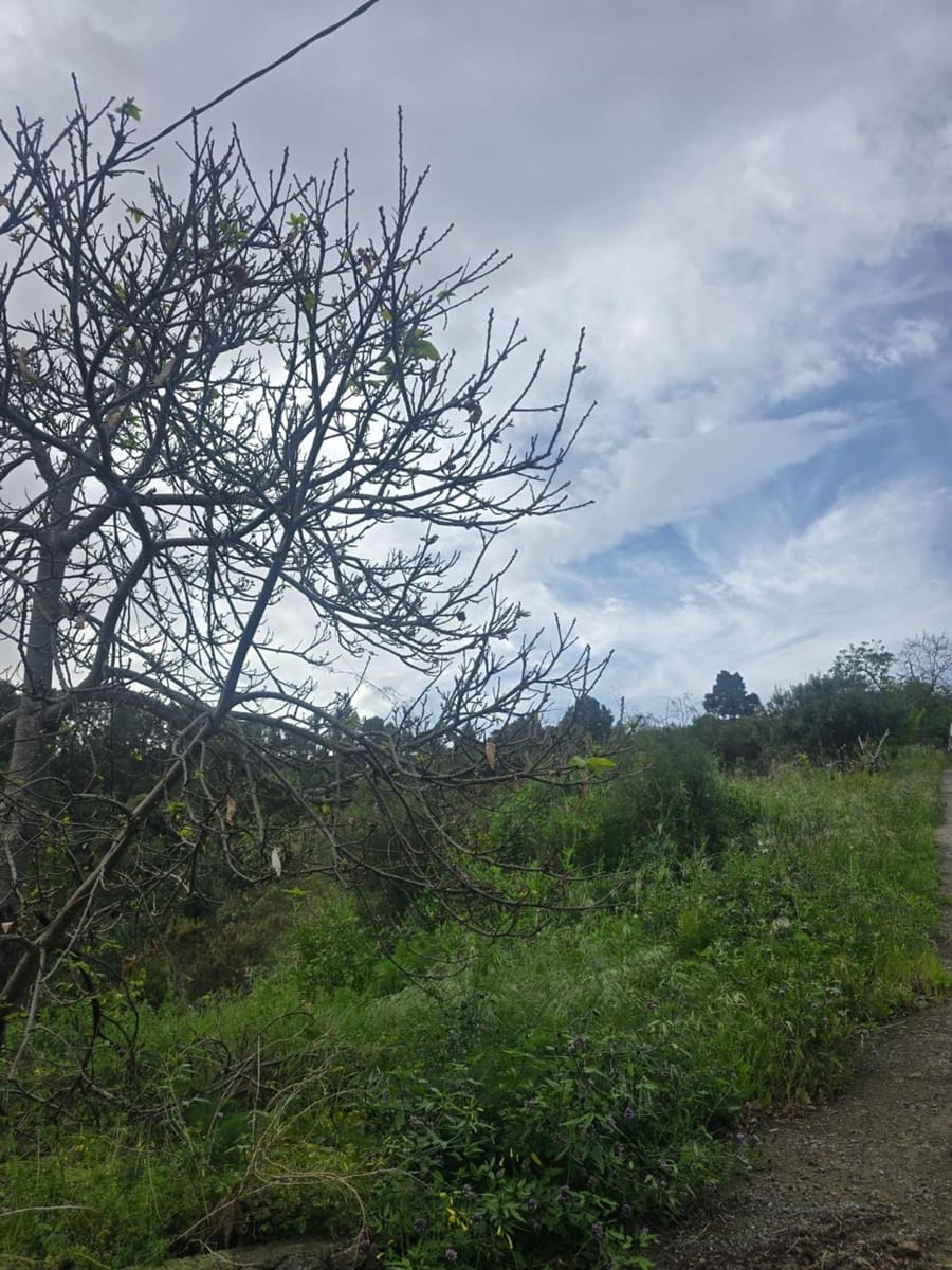 Ubebygd land til salgs i Santa Cruz de Tenerife - € 55 000 (Ref: 10021290)