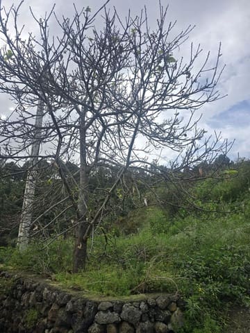 Ubebygd land til salgs i Santa Cruz de Tenerife - € 55 000 (Ref: 10021290)