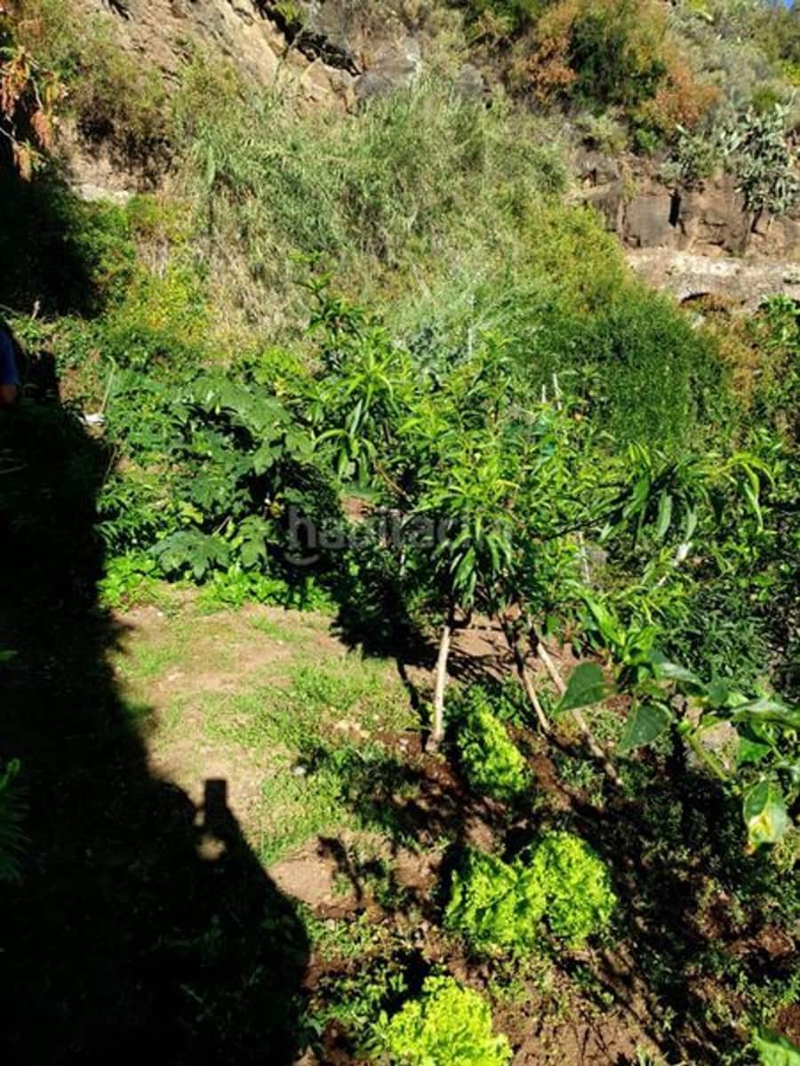 Mark till salu i Icod de los Vinos - 40 000 € (Ref: 10099472)