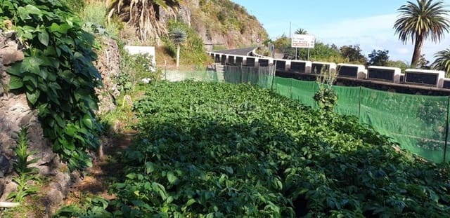Mark till salu i Icod de los Vinos - 40 000 € (Ref: 10099472)