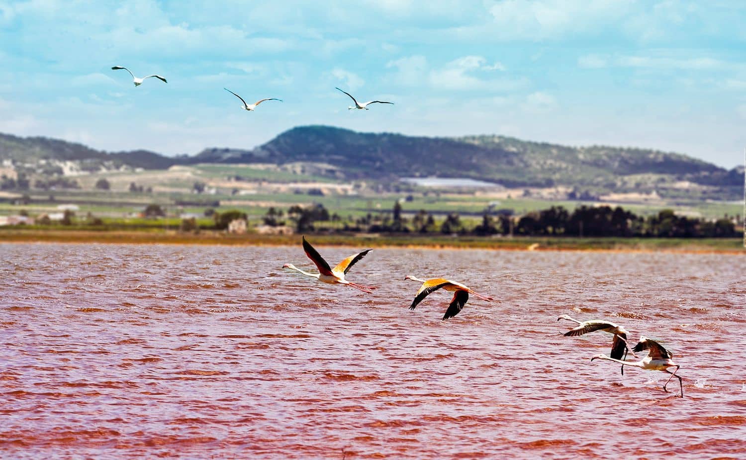 2 chambre Maison de Ville à vendre à Torrevieja avec piscine garage - 330 000 € (Ref: 5418188)