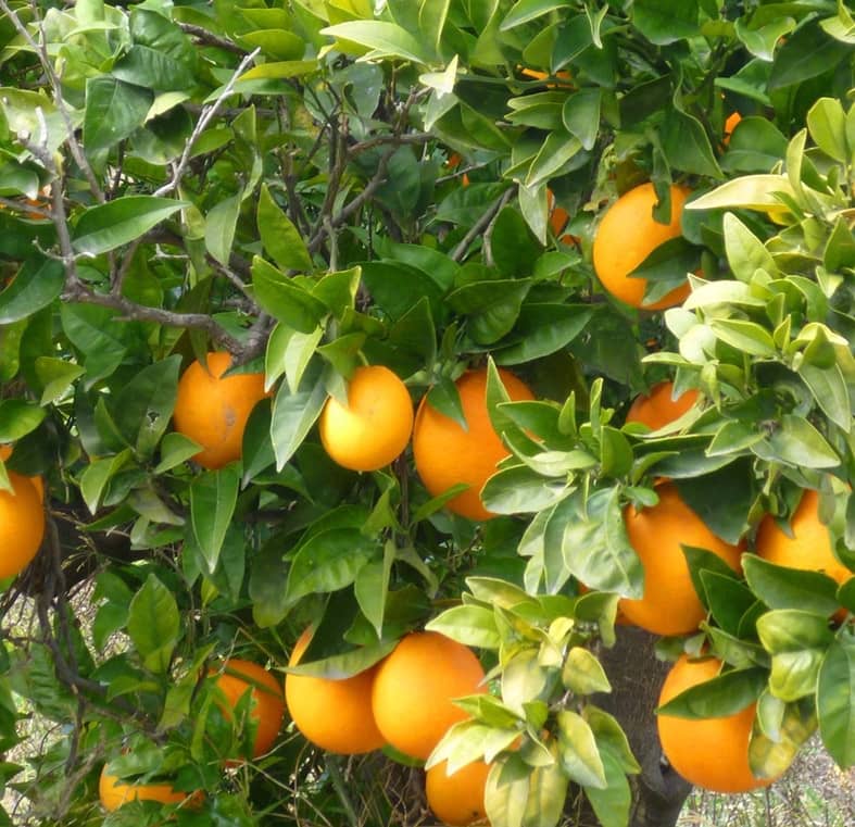 Finca/Landehus til salg i Rasquera - € 34.000 (Ref: 9524702)