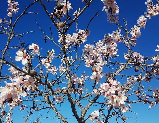 Finca/Landehus til salg i Rasquera - € 34.000 (Ref: 9524702)