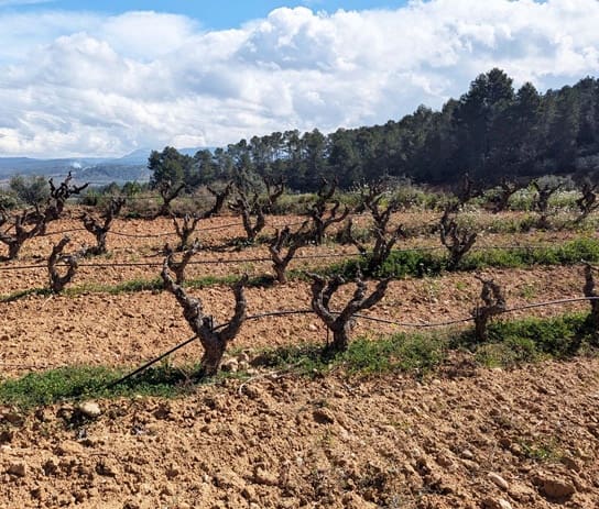 Finca/Landehus til salg i Garcia - € 160.000 (Ref: 9528849)