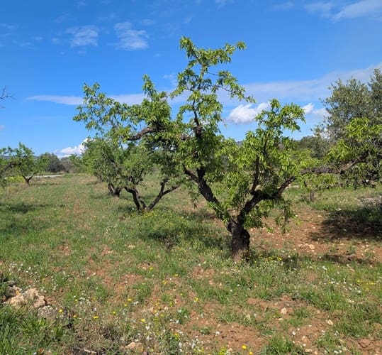Finca/Landehus til salg i Garcia - € 160.000 (Ref: 9528849)