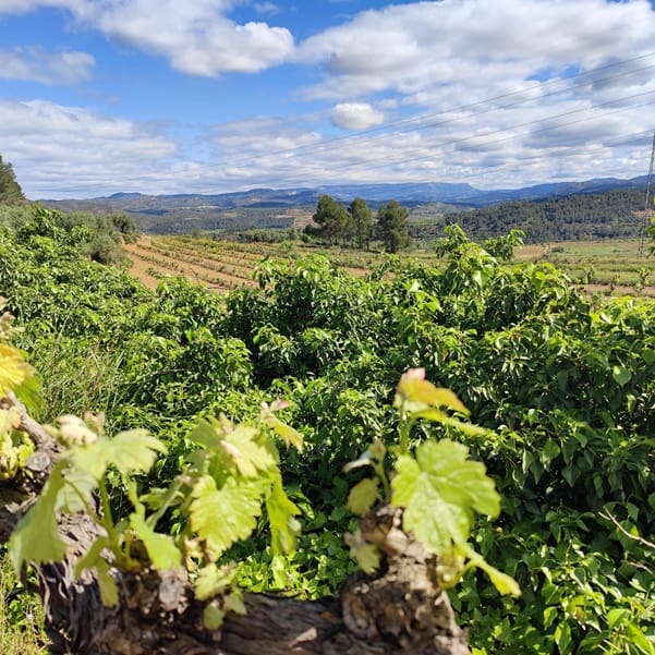 Finca/Landehus til salg i Garcia - € 160.000 (Ref: 9528849)