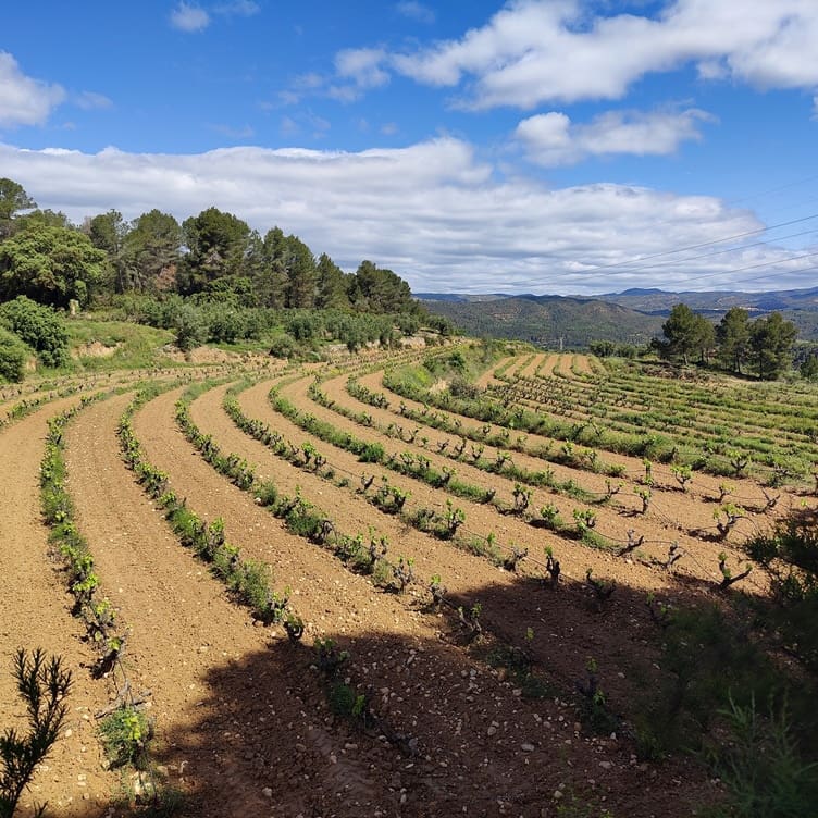 Finca/Landehus til salg i Garcia - € 160.000 (Ref: 9528849)