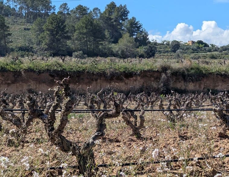 Finca/Landehus til salg i Garcia - € 160.000 (Ref: 9528849)