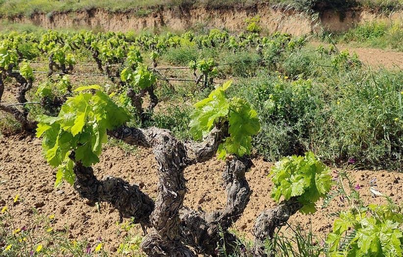 Finca/Landehus til salg i Garcia - € 160.000 (Ref: 9528849)