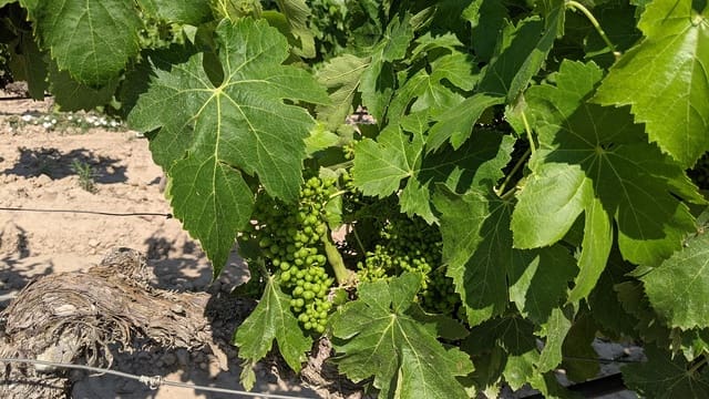 Finca/Landehus til salg i Garcia - € 160.000 (Ref: 9528849)