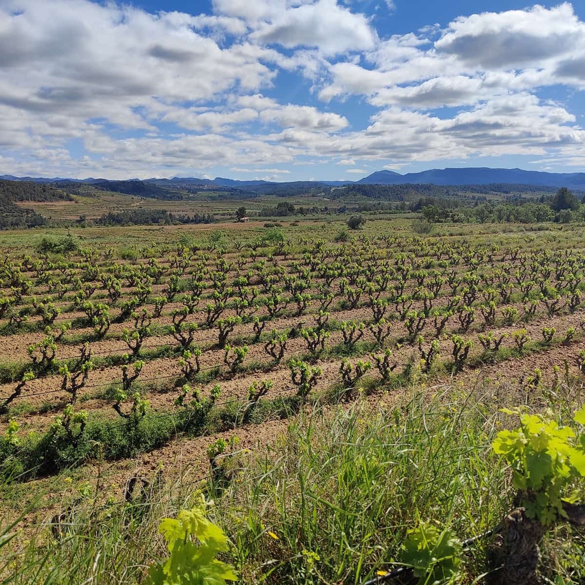 Finca/Landehus til salg i Garcia - € 160.000 (Ref: 9528849)