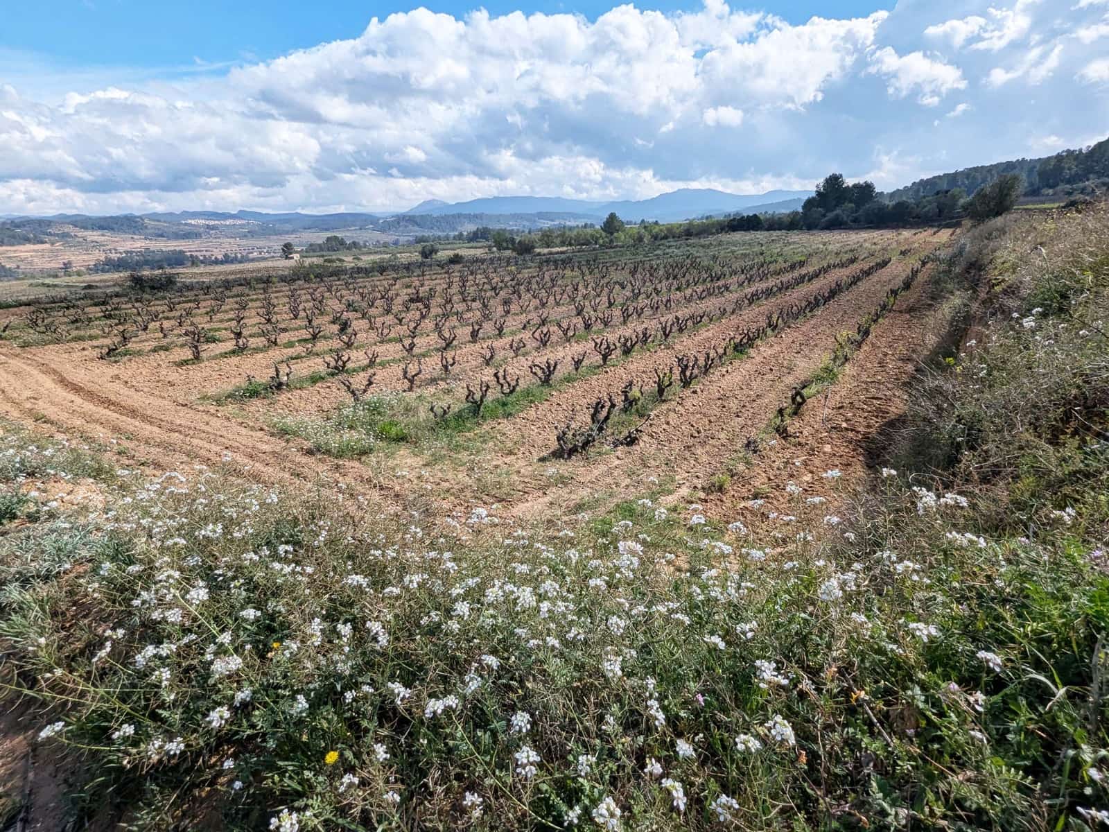 Finca/Landehus til salg i Garcia - € 160.000 (Ref: 9528849)