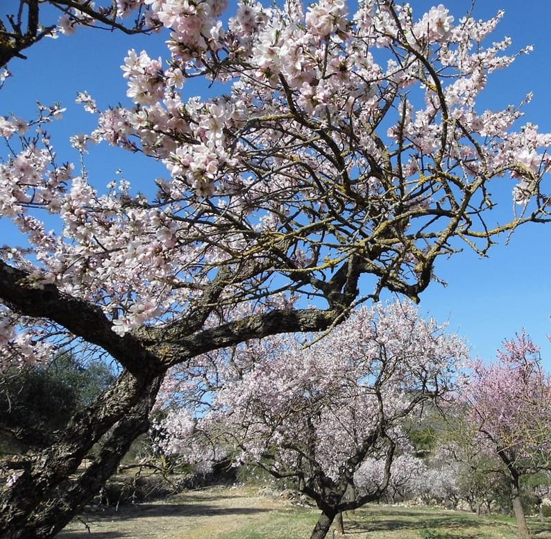 1 bedroom Finca/Country House for sale in El Pinell de Brai - € 69,000 (Ref: 9528853)