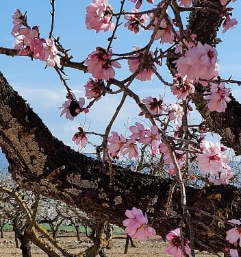 2 soverom Finca/Herregård til salgs i Gandesa med svømmebasseng garasje - € 172 000 (Ref: 9742145)