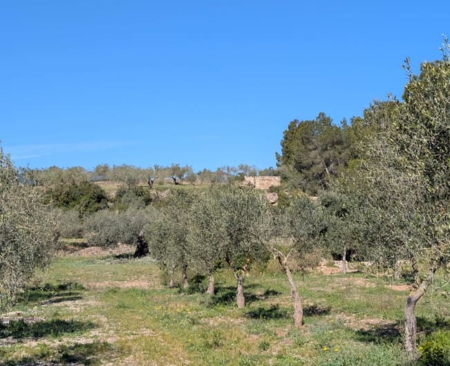Undeveloped Land for sale in Rasquera - € 33,000 (Ref: 9839633)