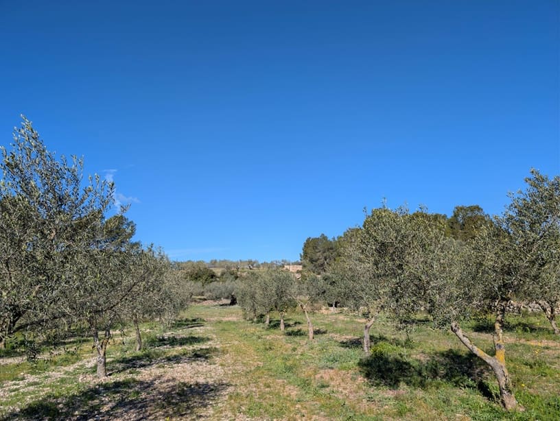 Undeveloped Land for sale in Rasquera - € 33,000 (Ref: 9839633)