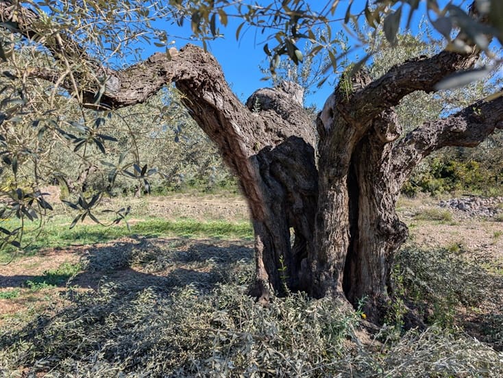 Undeveloped Land for sale in Rasquera - € 33,000 (Ref: 9839633)