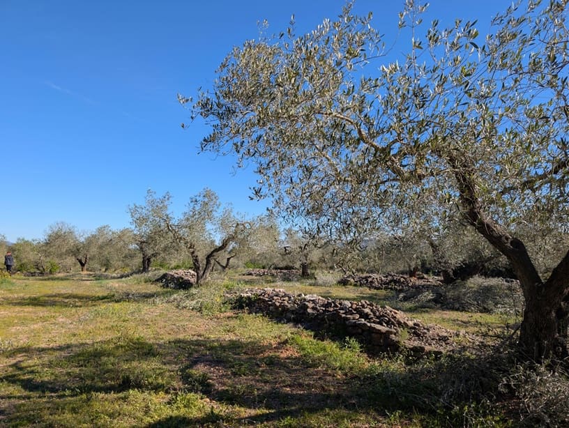 Undeveloped Land for sale in Rasquera - € 33,000 (Ref: 9839633)
