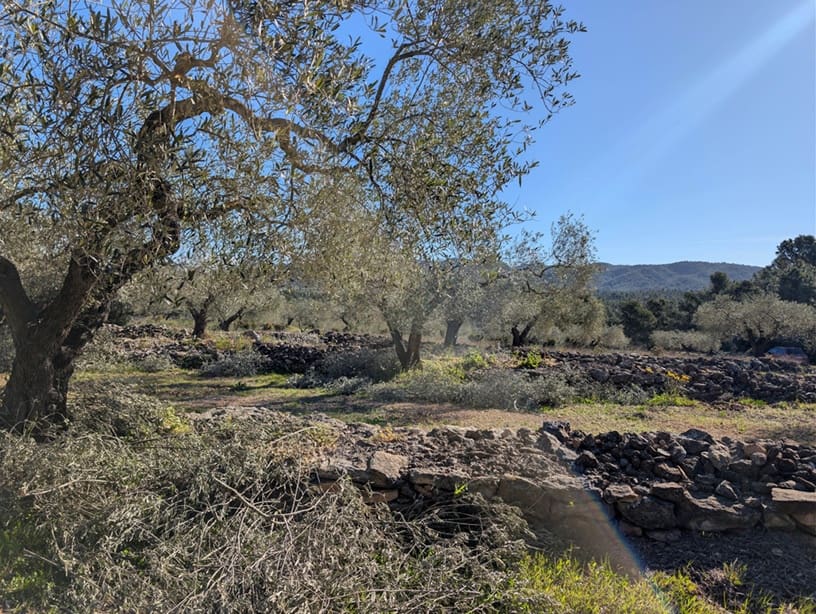 Undeveloped Land for sale in Rasquera - € 33,000 (Ref: 9839633)