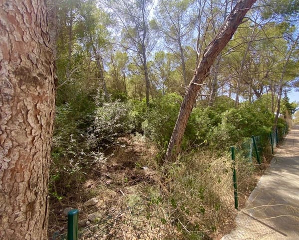 Terrain à Bâtir à vendre à Sol de Mallorca, Calvià - 965 000 € (Ref: 9195384)