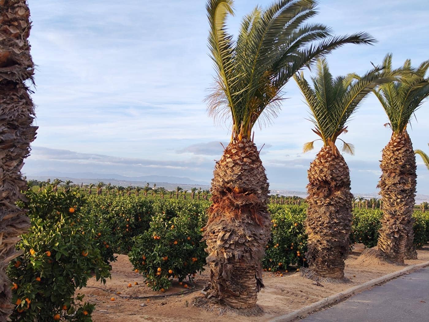 2 soverom Bungalow til salgs i Los Balcones med garasje - € 349 000 (Ref: 9100851)