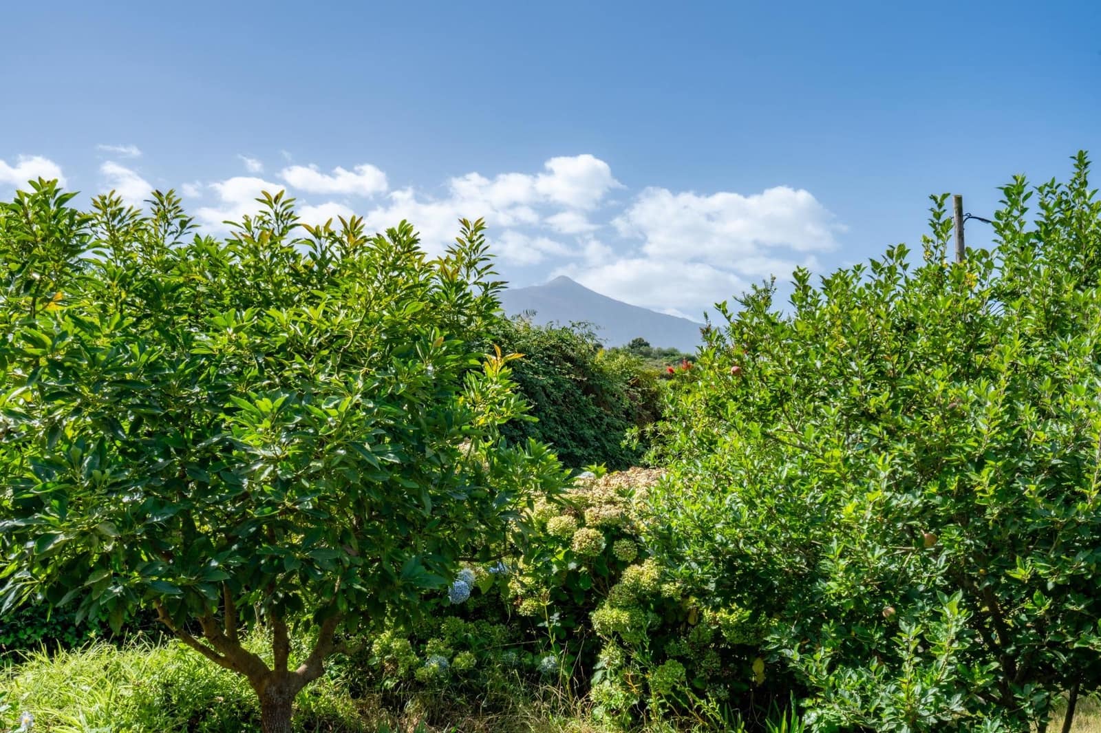 Finca/Casa Rural de 1 habitación en Los Realejos en venta - 180.000 € (Ref: 10013425)